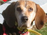 Chien de 10 ans en qu&ecirc;te d&rsquo;un foyer