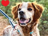 Disponible à l'adoption : chien de 7 ans