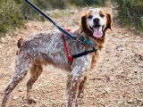 Disponible à l'adoption : chien de 7 ans
