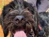 Chien noir et gris disponible à l'adoption