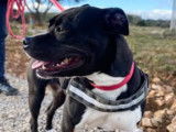 Disponible à l'adoption, chien de 3 ans