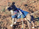 Prêt pour l’adoption, chien de 2 ans