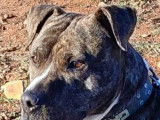 Prêt pour l’adoption, chien de 2 ans