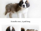 Femelles Saint-Bernard LOF à vendre