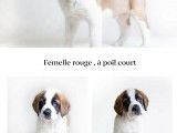 Femelles Saint-Bernard LOF à vendre