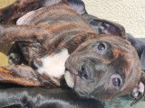 Chiots Staffordshire Bull Terrier disponibles