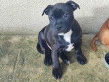 Chiots Staffordshire Bull Terrier disponibles