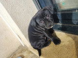 Chiots Staffordshire Bull Terrier disponibles