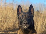 Mâle Berger Belge Malinois LOF disponible pour saillie
