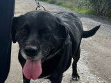 MIA, un amour de Labrador senior à adopter