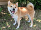 Mâle Shiba Inu pour saillie