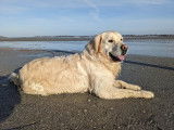 Mâle Golden Retriever LOF disponible pour saillie en Bretagne