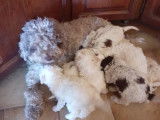 Chiots de race Lagotto Romagnolo à vendre (4 femelles & 3 mâles)