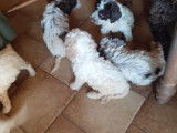 Chiots de race Lagotto Romagnolo à vendre (4 femelles & 3 mâles)