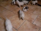 Chiots de race Lagotto Romagnolo à vendre (4 femelles & 3 mâles)