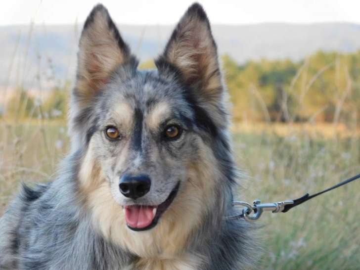 ZUKO, sensible et magnifique chien à adopter