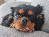 Mâle Cavalier King Charles Spaniel disponible pour saillie