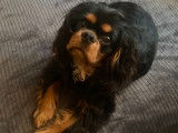 Mâle Cavalier King Charles Spaniel disponible pour saillie