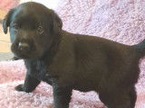 Chiots Labradors noirs et chocolat à réserver
