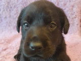 Chiots Labradors noirs et chocolat à réserver