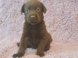 Chiots Labradors noirs et chocolat à réserver