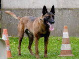 Magnifique chiots Malinois à vendre