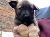 Magnifique chiots Malinois à vendre