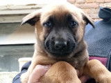 Magnifique chiots Malinois à vendre