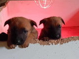 Magnifique chiots Malinois à vendre