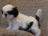 Adorables chiots Shih Tzu &agrave; vendre