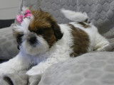 Adorables chiots Shih Tzu &agrave; vendre