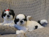 Adorables chiots Shih Tzu &agrave; vendre