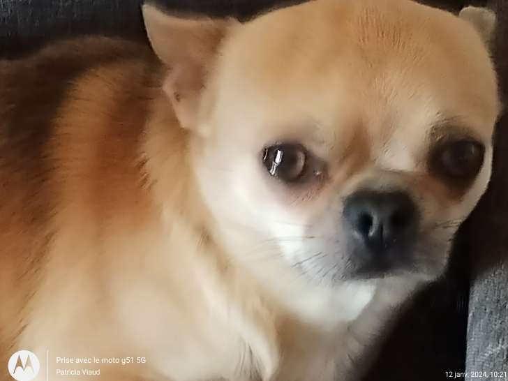 Magnifique étalon Chihuahua avec pedigree