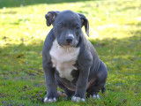 Chiot American Bully XL à vendre