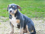 Chiot American Bully XL à vendre