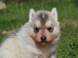 Chiots Husky LOF à vendre
