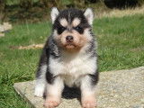 Chiots Husky LOF à vendre