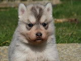 Chiots Husky LOF à vendre