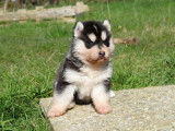 Chiots Husky LOF à vendre