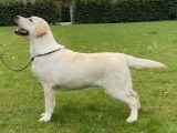 Chien de race Labrador Retriever disponible