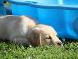 Chien de race Labrador Retriever disponible