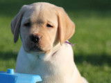 Chien de race Labrador Retriever disponible
