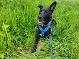 Olly, chien de type berger à adopter