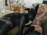 Olly, chien de type berger à adopter