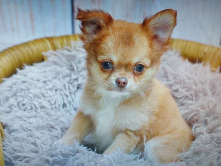 Femelle Chihuahua fauve et blanc de petite taille à vendre