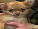 Femelle Chihuahua fauve et blanc de petite taille à vendre