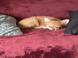 Femelle Chihuahua fauve et blanc de petite taille à vendre