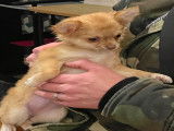 Femelle Chihuahua fauve et blanc de petite taille à vendre