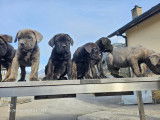 Chiot Cane Corso à vendre