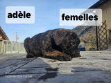 Chiot Cane Corso à vendre